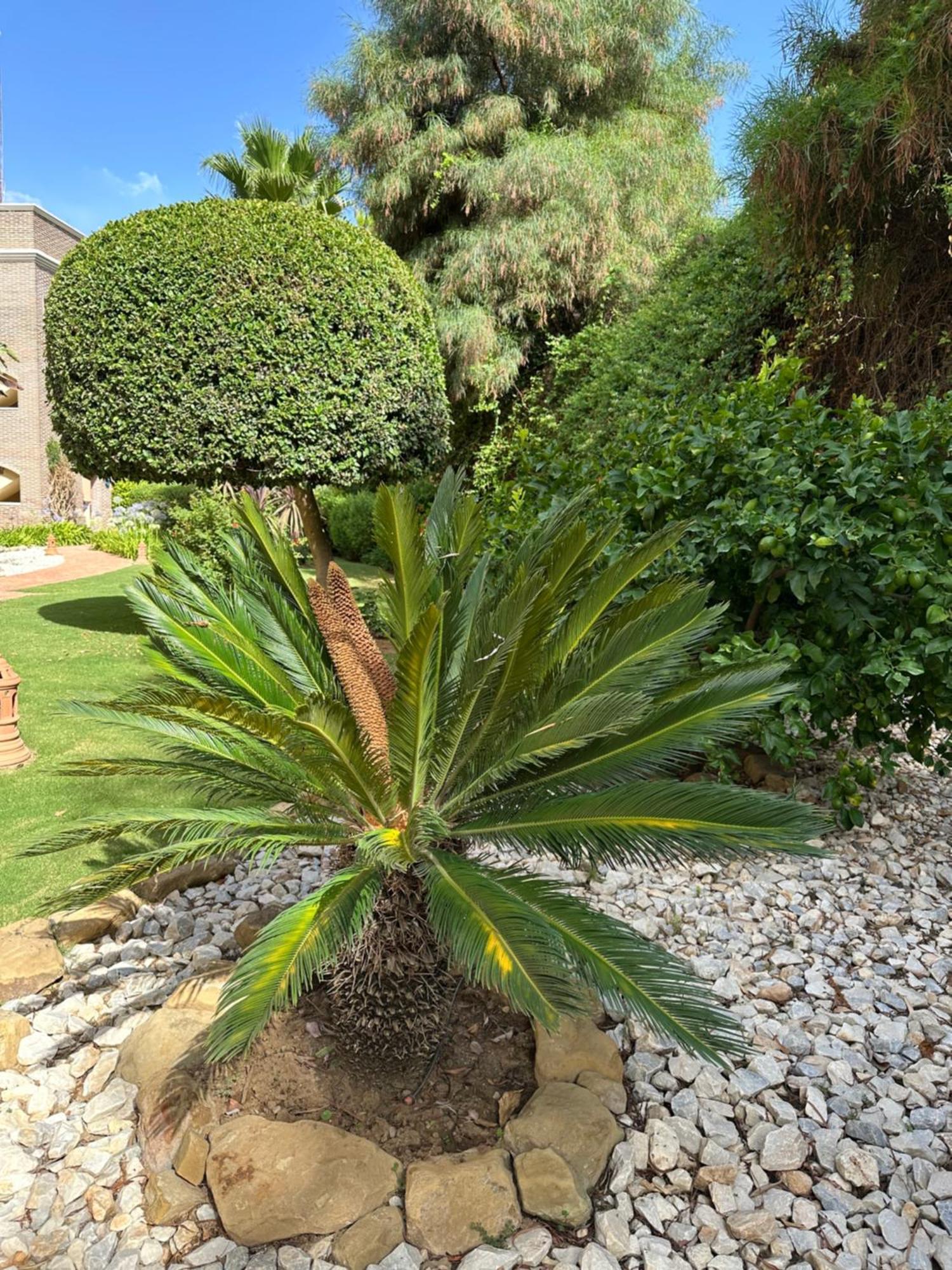 Los Arqueros Las Jacarandas بينهافيس المظهر الخارجي الصورة